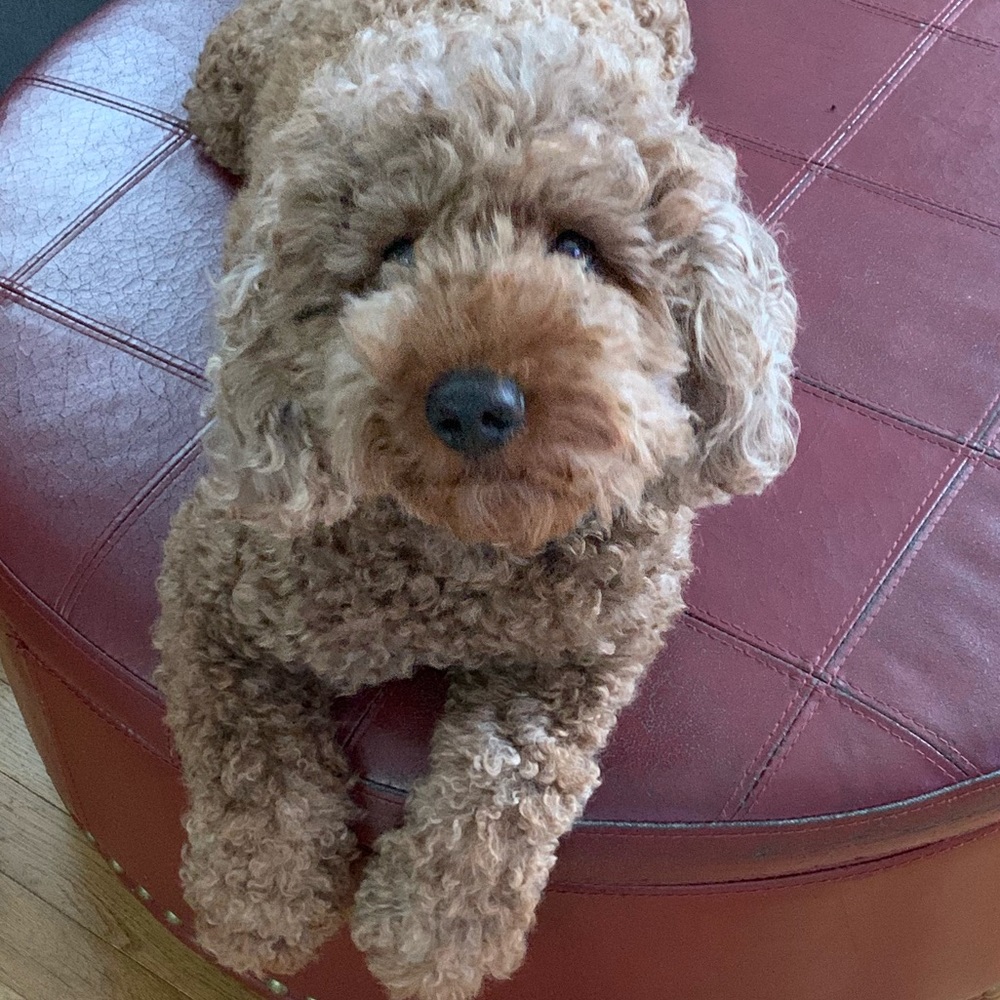 Meet your Posher, Gina